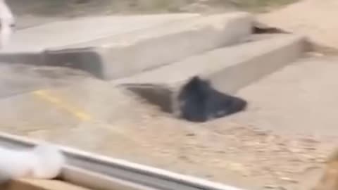 Funny Animals