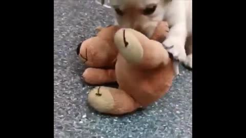 Funny And Cute Dogs