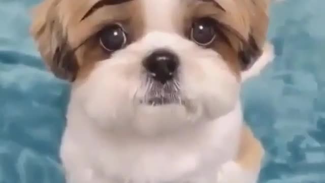 This dog looks good