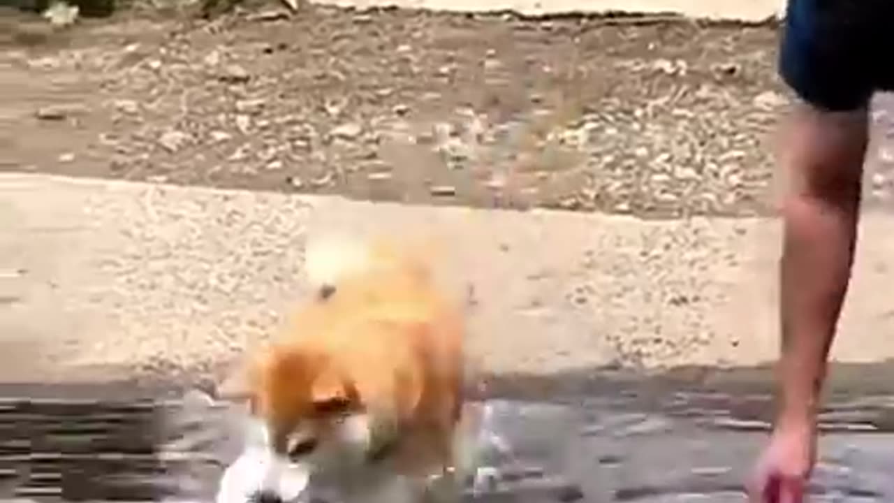 Funny animals 2023😆 - Funniest Cats and Dogs Video🐕🐈 #shorts