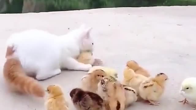 it's really funny how the cat and chicks behave when they play, just watch it