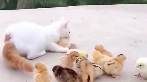 it's really funny how the cat and chicks behave when they play, just watch it