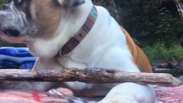 French Bulldog. My stick is delicious.
