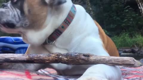 French Bulldog. My stick is delicious.