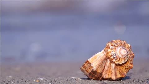 Sea shell on the beach