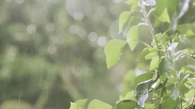 Rain