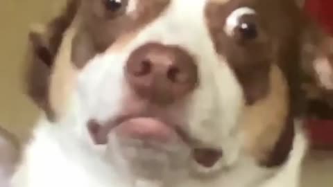 This Dogs Face is Hilarious!!!