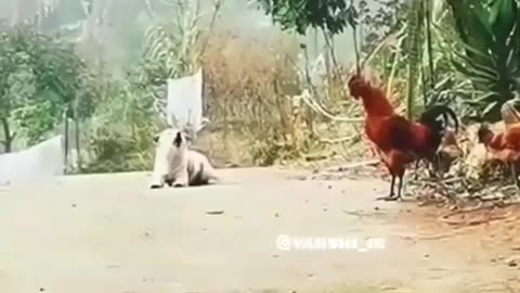 Animals 🐎🐎🐎 lover