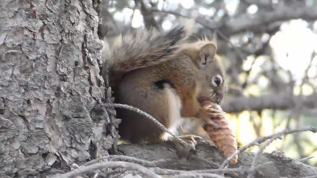 Squirrel Busy Eating Its Food