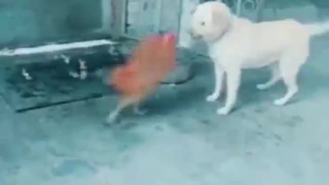 chicken and dog fight 2