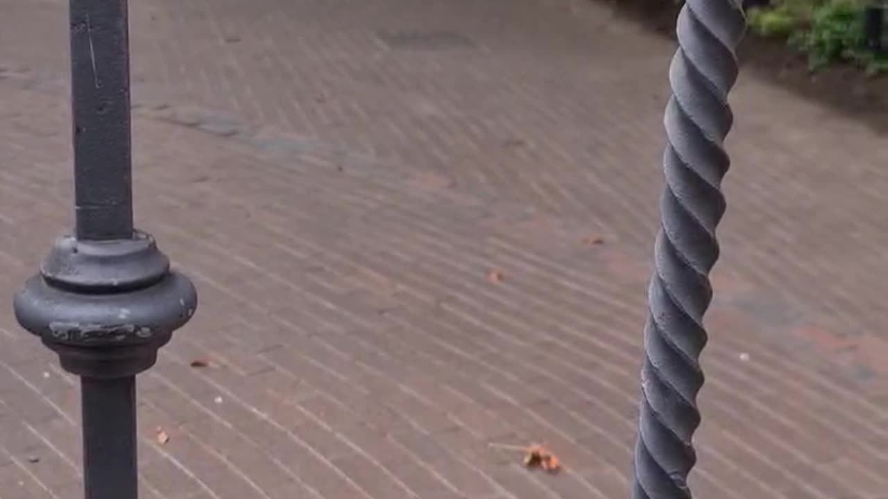 Dog Behind Gate Plays Fetch With a Rock