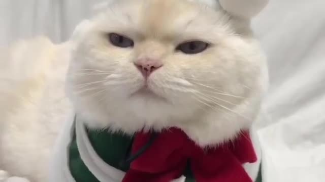 Soo cute!! cat video