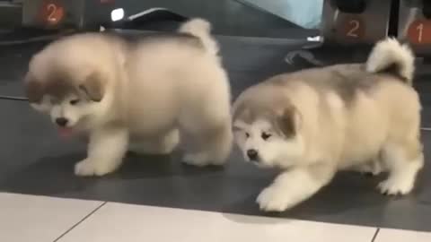 Funny dog, cute puppy's