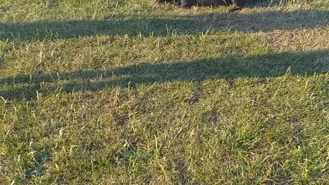 Dog need attention and love❤❤