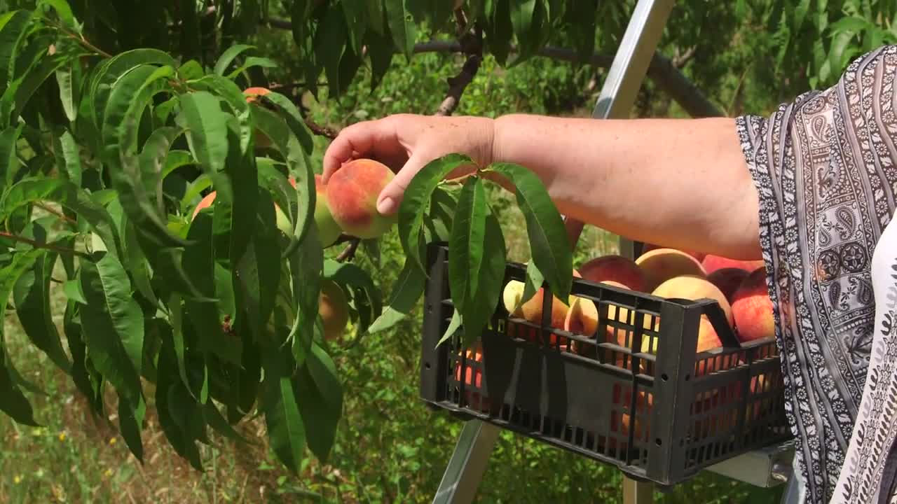 The peaches look so attractive when ripe