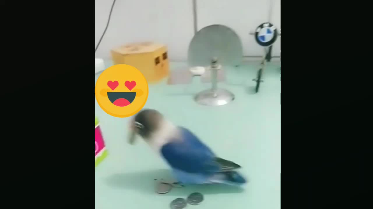 Dancing parrot😍