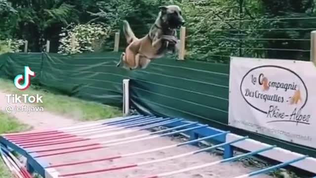 Super dog 🤩