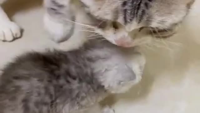 Lovely Cat, black cat, cats, funny cats, funny cat videos 2020