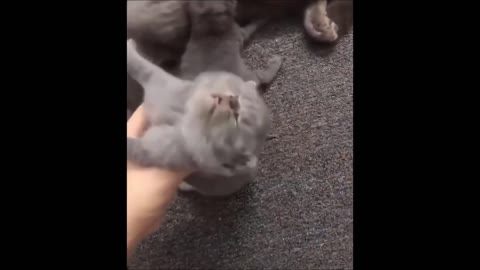 Funny cats compilation(watch for relaxation)