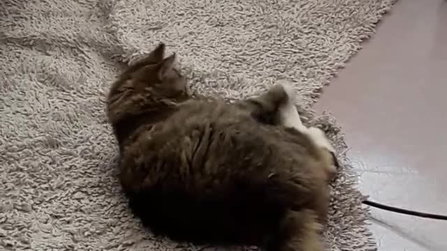 cute cat having fun.