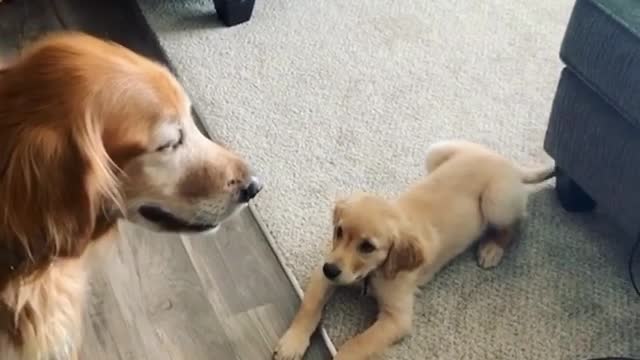 Puppy Desperately Wants To Get The Attention Of A Much Older Dog