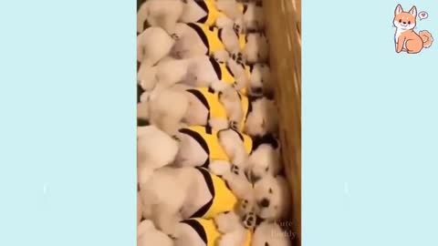 Cute Puppies 😍 Cute Funny and Smart Dogs Compilation sweet 2021