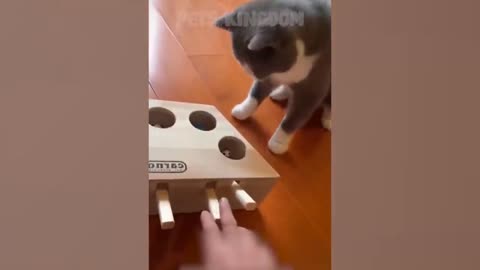 OMG So Cute ⚡ Best Funny Cat Videos 2021