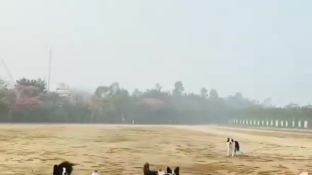 Dog's play with balloon