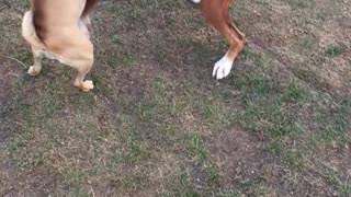 Puggle Makes a Boxer Friend