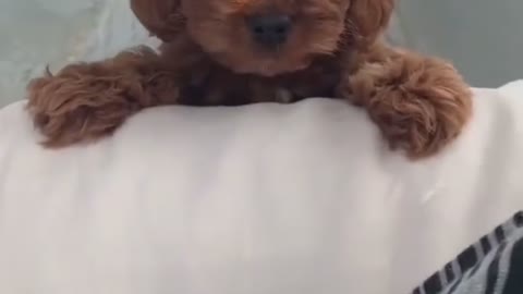 Funny Doggo