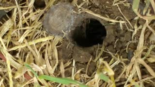 Trapdoor Spider Closing his Door