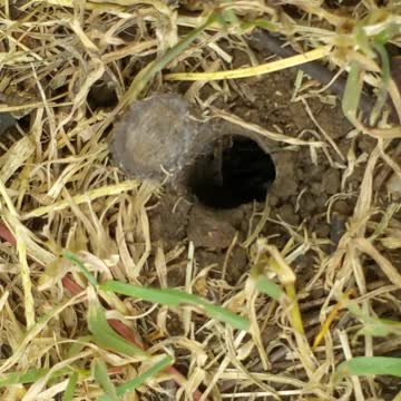 Trapdoor Spider Closing his Door