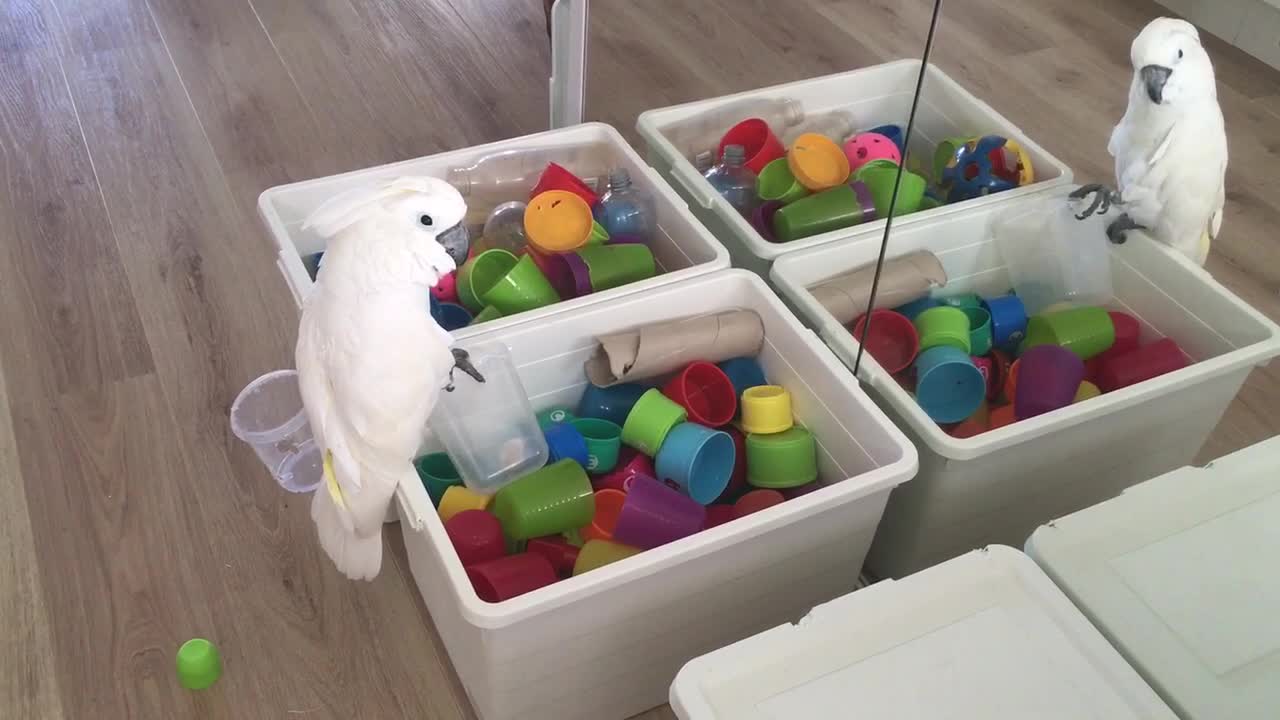 Squawk Sound Changes in Cup