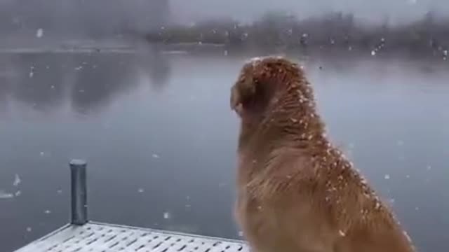 Snow Dog!