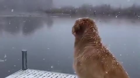 Snow Dog!