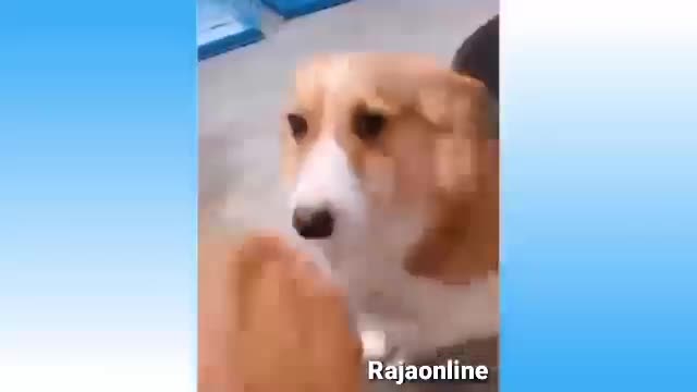 Cute cats and dogs funny animals