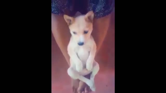 Cute puppy