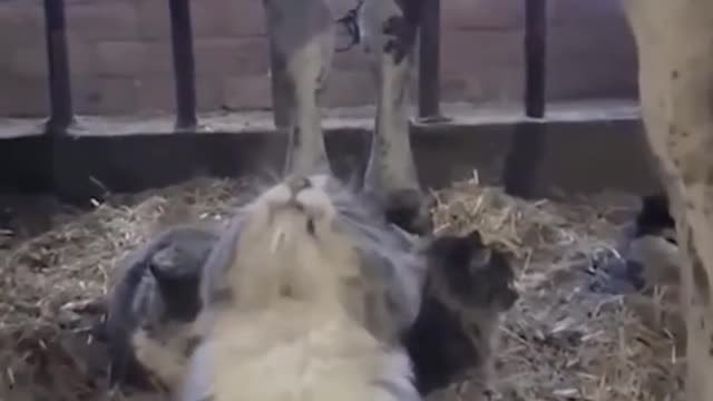 AWW SO FUNNY😂😂 Super Dogs And Cats Reaction Videos