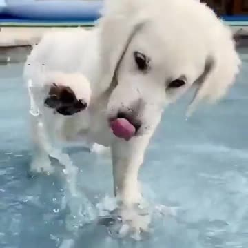 The beautiful dog enjoying in swimming pool and play with water.