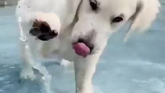 The beautiful dog enjoying in swimming pool and play with water.