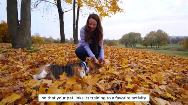 5 Easy tricks u can teach your dog at home