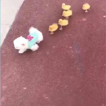 Hey look He and his bodyguards ☺️