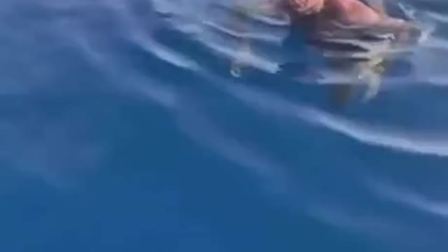 Cute little shark