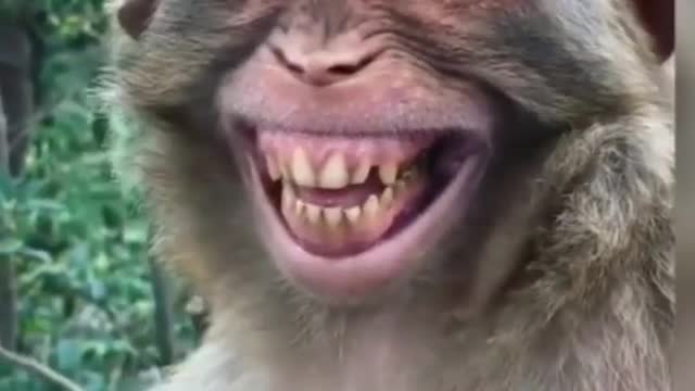 Monkey funny video