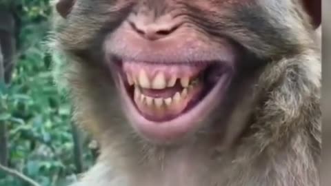 Monkey funny video