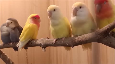 loveable lovebirds