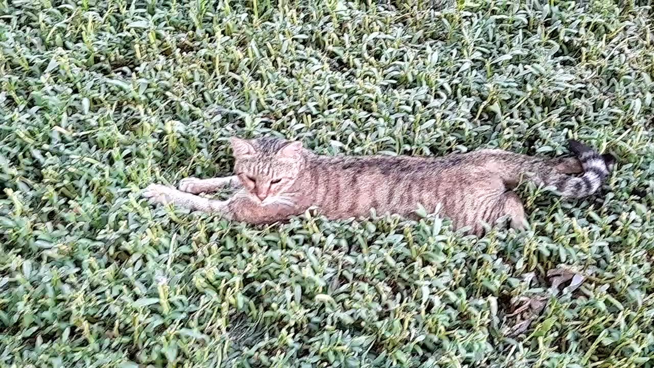 Beautiful view DUBAI cat Relax time