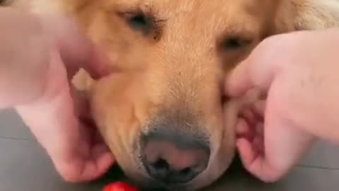 How much food can this dog hide in its mouth?