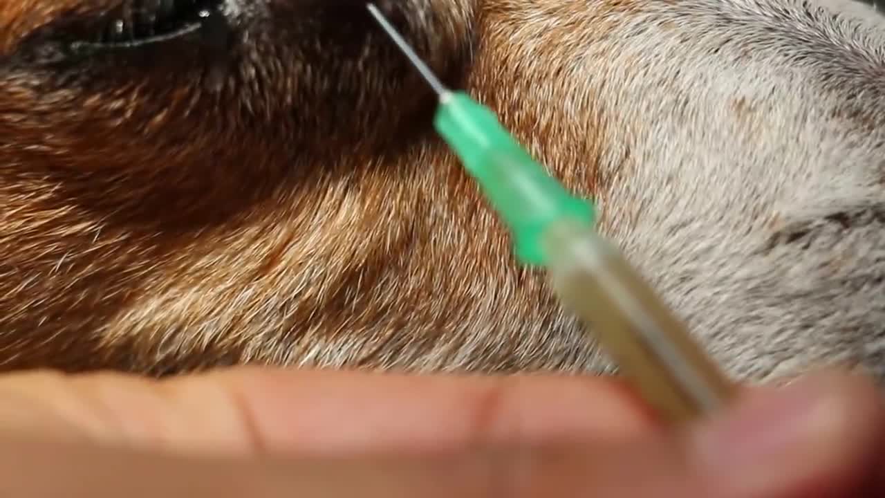 An old Jack Russell has a large lacrimal sac eye lump