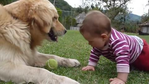 A golden retriever and a baby or a tennis ball playing